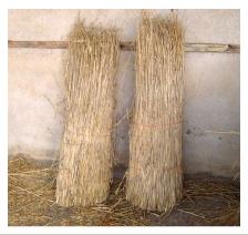 Combedwheatreed
