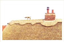 thatcherincambridgepig