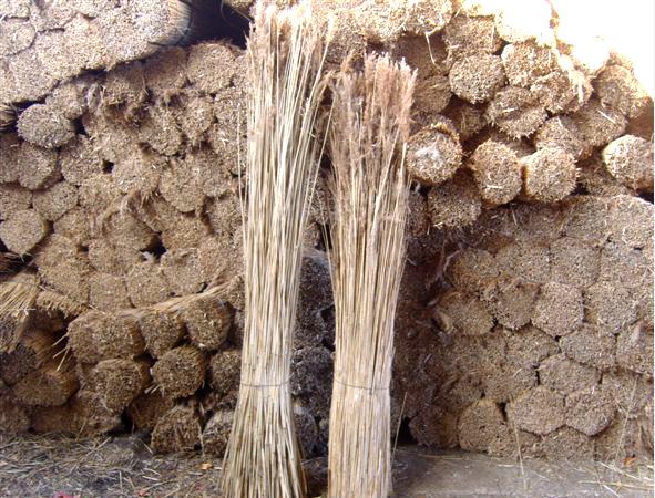 WaterReed2
