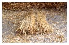 yealmoflongstraw